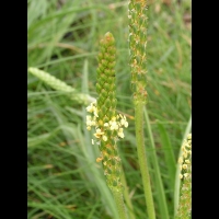 Plantain (Irlande - Co Mayo - Murrisk) (2)